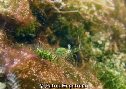 Shrimp Sliema Malta by Patrik Engstrom 